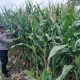 Polsek BP Peliung Rutin Pantau Pertumbuhan Jagung, Dukung Ketahanan Pangan Nasional