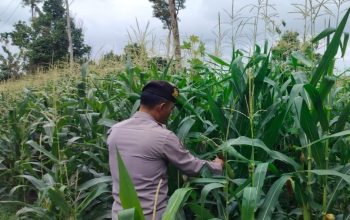 Aipda Maulana Rutin Pantau Jagung di Pulau Negara, Polsek BP Peliung Dukung Ketahanan Pangan