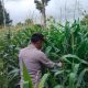 Aipda Maulana Rutin Pantau Jagung di Pulau Negara, Polsek BP Peliung Dukung Ketahanan Pangan