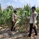 Bhabinkamtibmas BP Peliung Pantau Pertumbuhan Jagung 1 Hektare di Banu Ayu