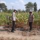 Bhabinkamtibmas Polsek BP Peliung Rutin Pantau Jagung, Dukung Ketahanan Pangan Nasional
