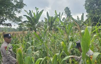 Kanit Patroli Polsek BP Peliung Pantau Jagung di Lahan 1 Hektare
