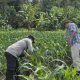 Brigpol Harry Pantau Jagung di Desa Pulau Negara, Perkuat Program Ketahanan Pangan