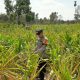 Bhabinkamtibmas BP Peliung Kawal Pertumbuhan Jagung di Lahan 1 Hektare