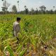 Kawal Ketahanan Pangan, Kasium Polsek BP Peliung Cek Jagung di Lahan 1 Hektare