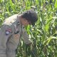 Bhabinkamtibmas BP Peliung Dampingi Warga, Pantau Jagung di Lahan Satu Hektare
