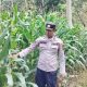 Kanit Bimas Polsek BP Peliung Kawal Pertumbuhan Jagung di Lahan Ketahanan Pangan
