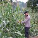 Polsek BP Peliung Pantau Jagung di Desa Saung, Dorong Lahan Kosong Jadi Lahan Produktif