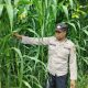 Kanit Bimas BP Peliung Pantau Jagung di Banu Mas, Perkuat Pemanfaatan Lahan Produktif