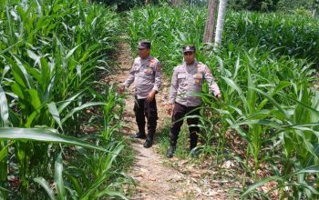 Polsek BP Peliung Optimalkan Lahan Kosong, Jagung Satu Hektare Terus Dipantau