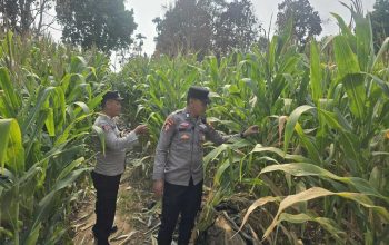 Polsek BP Peliung Dorong Pemanfaatan Lahan Kosong untuk Perkuat Ketahanan Pangan