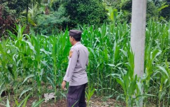 Aipda Dedi Darmanto Pantau Lahan Jagung di Banu Ayu, Polsek BP Peliung Dorong Pertanian Produktif