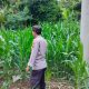 Aipda Dedi Darmanto Pantau Lahan Jagung di Banu Ayu, Polsek BP Peliung Dorong Pertanian Produktif