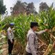 Dukung Ketahanan Pangan, Polsek BP Peliung Rutin Pantau Pertumbuhan Jagung di Lahan Warga