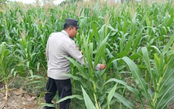Tak Biarkan Lahan Kosong, Kasium Polsek BP Peliung Pantau Budidaya Jagung di Banu Mas