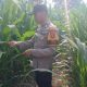 Dorong Lahan Kosong Jadi Produktif, Bhabinkamtibmas BP Peliung Pantau Jagung di Desa Saung