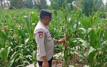 Optimalkan Lahan Kosong, Polsek BP Peliung Pantau Pertumbuhan Jagung di Desa Bantan
