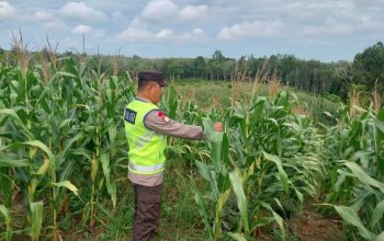 Dukung Ketahanan Pangan, Polsek Madang Suku I Cek Lahan Jagung di Desa Mengulak