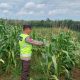 Dukung Ketahanan Pangan, Polsek Madang Suku I Cek Lahan Jagung di Desa Mengulak