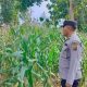Polsek BP Peliung Dampingi Pemanfaatan Lahan Kosong untuk Budidaya Jagung di Bandar Jaya
