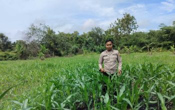 Kanit Bimas BP Peliung Pantau Tanaman Jagung di Lahan Ketahanan Pangan Negeri Pakuan