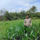 Kanit Bimas BP Peliung Pantau Tanaman Jagung di Lahan Ketahanan Pangan Negeri Pakuan