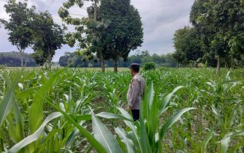 Aipda Dedi Darmanto Cek Lahan Jagung 1 Hektare, Polsek BP Peliung Dorong Ketahanan Pangan