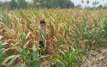 Bhabinkamtibmas BP Peliung Rutin Pantau Tanaman Jagung, Dukung Ketahanan Pangan di Desa Saung