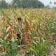 Bhabinkamtibmas BP Peliung Rutin Pantau Tanaman Jagung, Dukung Ketahanan Pangan di Desa Saung