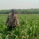 Aipda Arif Budiman Cek Lahan Jagung, Polsek Madang Suku I Dukung Ketahanan Pangan