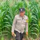 Aipda Barlin Pantau Lahan Jagung Binaan di Desa Bantan, Polsek BP Peliung Dorong Warga Produktif