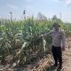 Aipda Faryadin Cek Lahan Jagung di Pulau Negara, Polsek BP Peliung Dorong Warga Manfaatkan Lahan Kosong