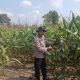 Polsek BP Peliung Dorong Ketahanan Pangan, Aipda Faryadin Pantau Tanaman Jagung di Lahan 1 Hektare