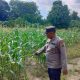 Aiptu Rusmiyadi Pantau Tanaman Jagung di Banu Ayu, Polsek BP Peliung Perkuat Ketahanan Pangan