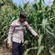 Lahan Kosong Jadi Produktif, Kanit Bimas Polsek BP Peliung Pantau Tanaman Jagung
