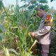 Lahan Kosong di Banu Mas Dimanfaatkan untuk Tanaman Jagung, Brigpol Ferdy Lakukan Monitoring