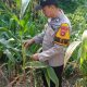 Dorong Ketahanan Pangan, Brigpol Ferdy Cek Pertumbuhan Jagung di Lahan 1 Hektare