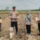 Polsek Madang Suku I Dampingi Penanaman Jagung 1 Hektare di Desa Bangsa Negara
