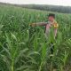 Polsek Madang Suku I Pantau Perkembangan Lahan Jagung Milik Petani di Mengulak