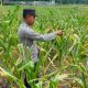 Kanit Binmas BP Peliung Pantau Tanaman Jagung, Dorong Lahan Kosong Jadi Produktif