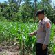 Dorong Ketahanan Pangan, Bhabinkamtibmas BP Peliung Cek Jagung di Pemetung Basuki