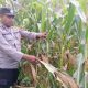 Kanit Bimas Polsek BP Peliung Cek Lahan Jagung di Pulau Negara