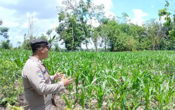 Polsek BP Peliung Kawal Pemanfaatan Lahan Kosong untuk Budidaya Jagung di Negeri Agung
