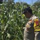 Bhabinkamtibmas BP Peliung Pantau Jagung di Banu Mas, Optimalkan Lahan Kosong untuk Ketahanan Pangan