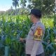 Bhabinkamtibmas BP Peliung Cek Jagung di Bantan, Lahan Kosong Dimanfaatkan untuk Ketahanan Pangan