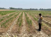 Bhabinkamtibmas Belitang II Cek Lahan Jagung Warga, Dorong Ketahanan Pangan di Darma Buana