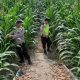 Bhabinkamtibmas Polsek BP Peliung Dampingi Pengembangan Jagung di Lahan Satu Hektare