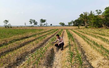 Bhabinkamtibmas Belitang II Pantau Pertumbuhan Jagung Seluas 1 Hektare di Raman Jaya