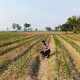 Bhabinkamtibmas Belitang II Pantau Pertumbuhan Jagung Seluas 1 Hektare di Raman Jaya