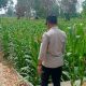 Personel Polsek BP Peliung Pantau Jagung di Bantan, Dorong Pemanfaatan Lahan Kosong